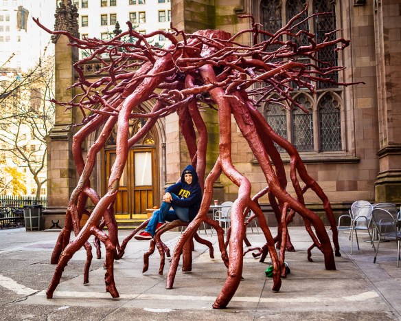 NYC Tree Roots
